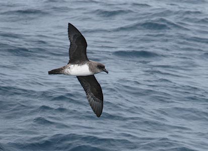 Atlantic Petrel (Pterodroma incerta) photo image