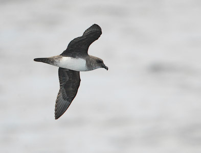 Atlantic Petrel (Pterodroma incerta) photo image
