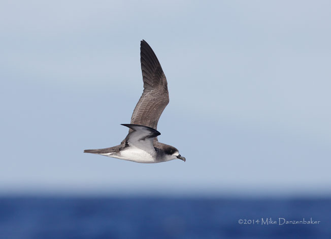 Barau's Petrel (Pterodroma baraui) photo image
