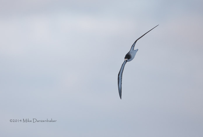 Barau's Petrel (Pterodroma baraui) photo image