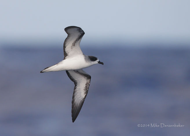 Barau's Petrel (Pterodroma baraui) photo image