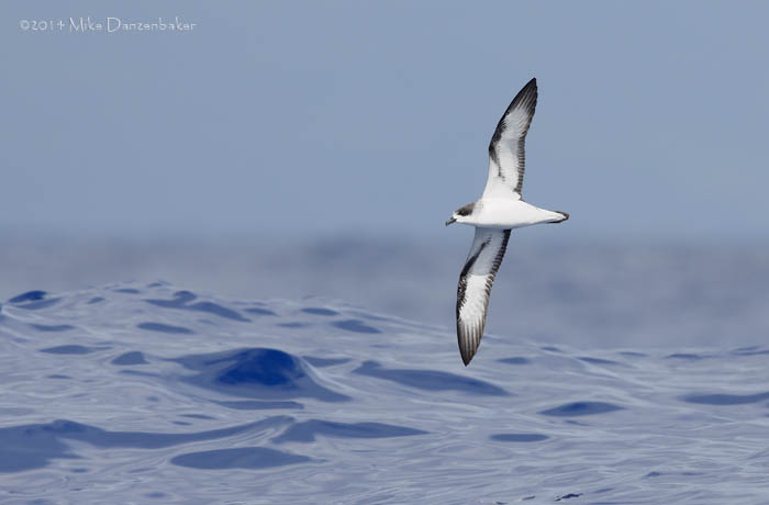 Barau's Petrel (Pterodroma baraui) photo