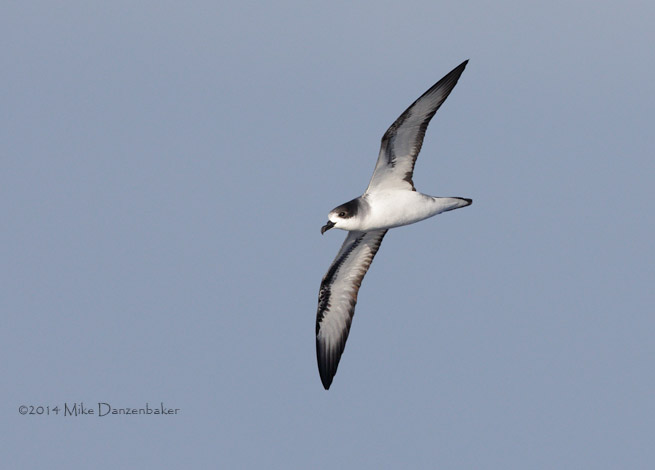 Barau's Petrel (Pterodroma baraui) photo