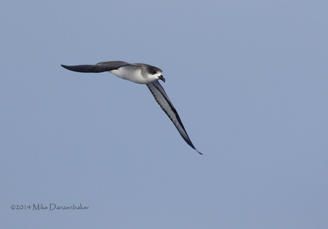 Barau's Petrel (Pterodroma baraui) photo