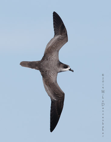 Barau's Petrel (Pterodroma baraui) photo