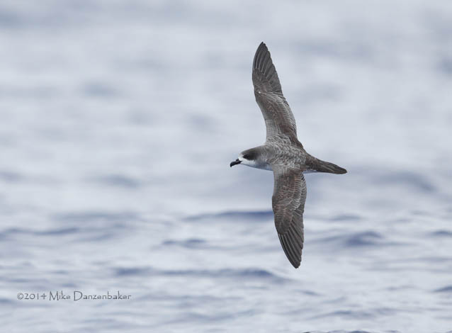 Barau's Petrel (Pterodroma baraui) photo image