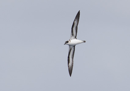 Black-capped Petrel (Pterodroma hasitata) photo image