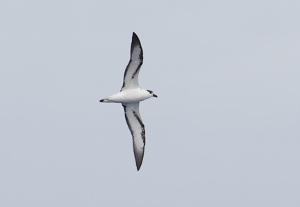 Black-capped Petrel (Pterodroma hasitata) photo image