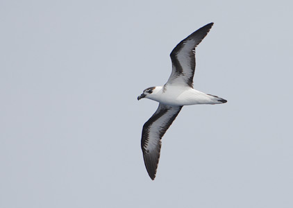 Black-capped Petrel (Pterodroma hasitata) photo image