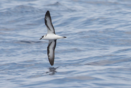 Black-capped Petrel (Pterodroma hasitata) photo image