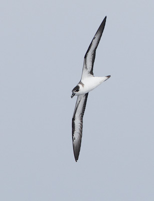 Black-capped Petrel (Pterodroma hasitata) photo image