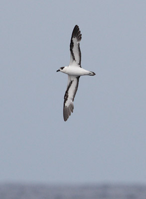 Black-capped Petrel (Pterodroma hasitata) photo image