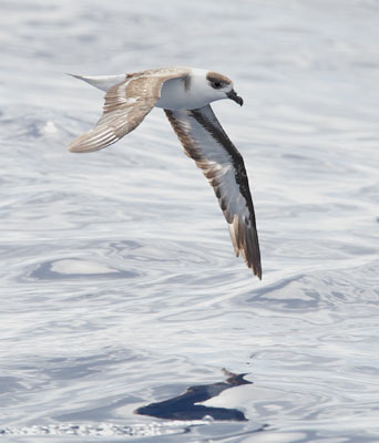 Black-capped Petrel (Pterodroma hasitata) photo image