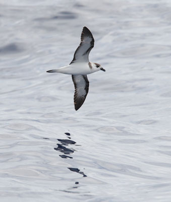 Black-capped Petrel (Pterodroma hasitata) photo image
