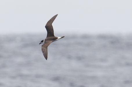 Black-capped Petrel (Pterodroma hasitata) photo image
