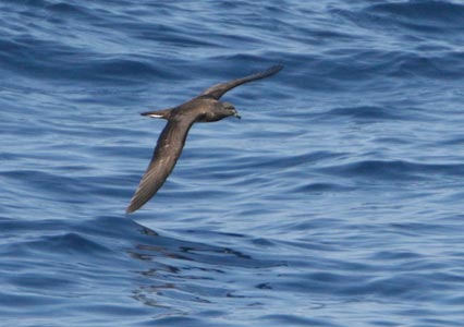 Beck's Petrel (Pseudobulweria becki) photo