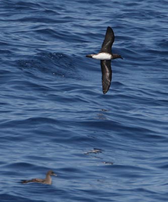 Beck's Petrel (Pseudobulweria becki) photo