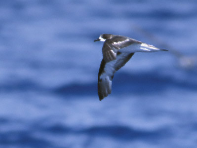 Bermuda Petrel (Pterodroma cahow) photo image