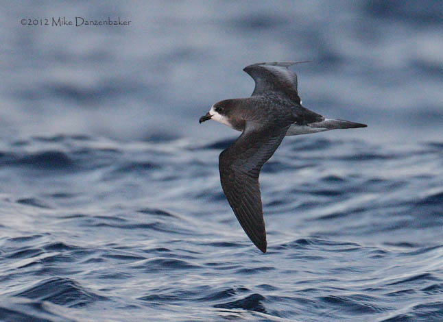 Bermuda Petrel (Pterodroma cahow) photo image