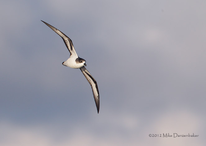 Bermuda Petrel (Pterodroma cahow) photo image