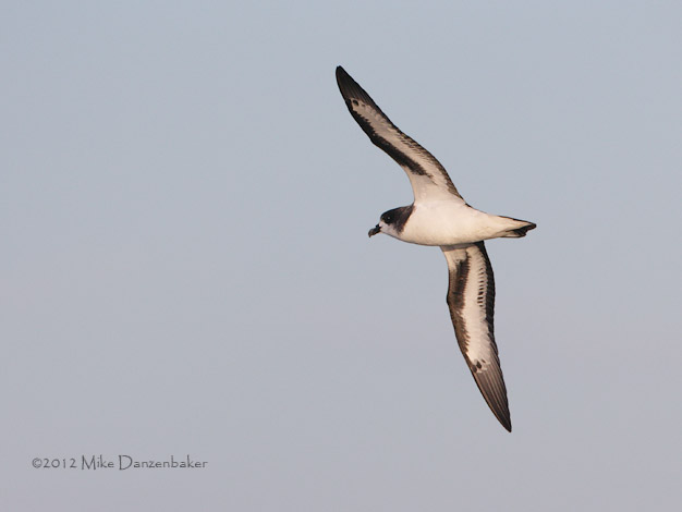 Bermuda Petrel (Pterodroma cahow) photo image