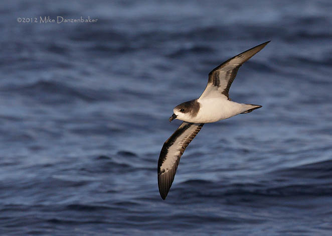 Bermuda Petrel (Pterodroma cahow) photo image