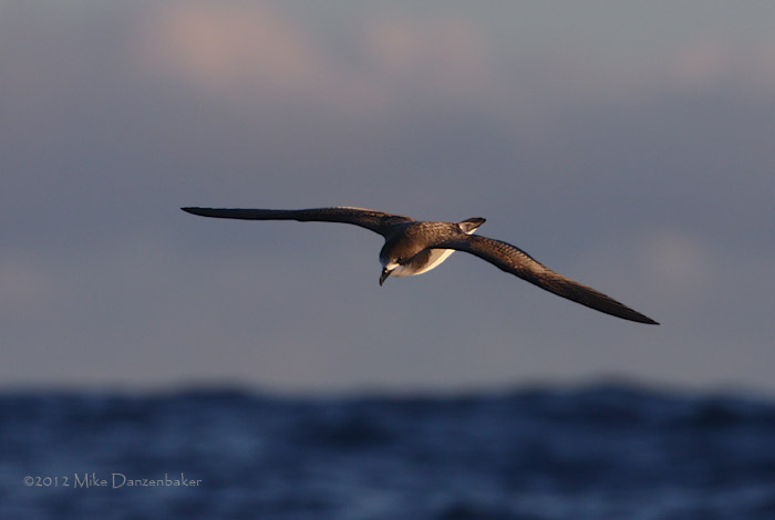 Bermuda Petrel (Pterodroma cahow) photo image