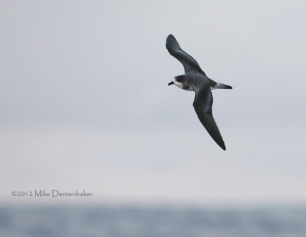 Bermuda Petrel (Pterodroma cahow) photo image