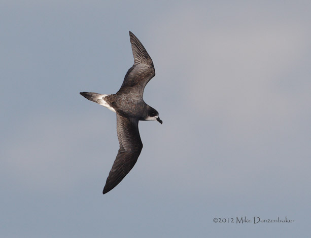 Bermuda Petrel (Pterodroma cahow) photo image