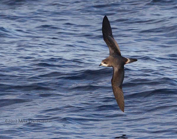 Bermuda Petrel (Pterodroma cahow) photo image