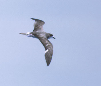 Bermuda Petrel (Pterodroma cahow) photo image