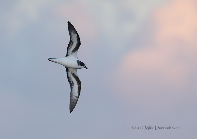 Bermuda Petrel (Pterodroma cahow) photo image