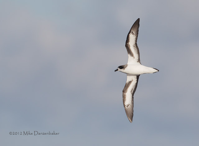 Bermuda Petrel (Pterodroma cahow) photo image