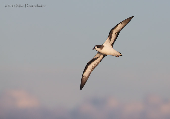 Bermuda Petrel (Pterodroma cahow) photo image