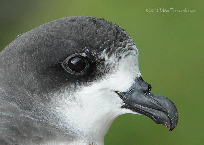 Bermuda Petrel (Pterodroma cahow) photo image