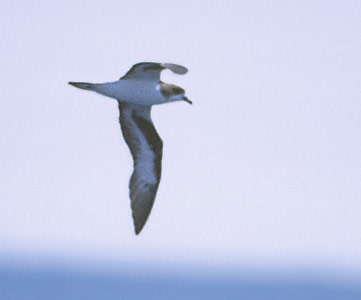 Bermuda Petrel (Pterodroma cahow) photo image
