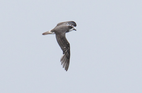 Bermuda Petrel (Pterodroma cahow) photo image