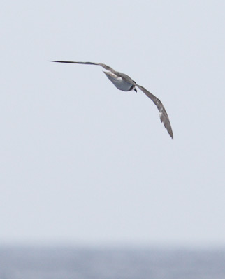 Bermuda Petrel (Pterodroma cahow) photo