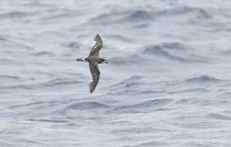 Bermuda Petrel (Pterodroma cahow) photo image