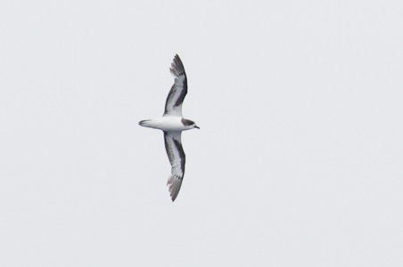 Bermuda Petrel (Pterodroma cahow) photo