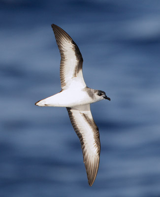Black-winged Petrel (Pterodroma nigripennis) photo image