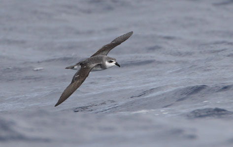 Black-winged Petrel (Pterodroma nigripennis) photo image