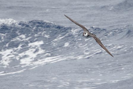 Black-winged Petrel (Pterodroma nigripennis) photo image
