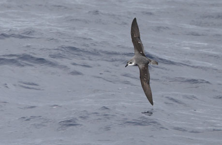Black-winged Petrel (Pterodroma nigripennis) photo image