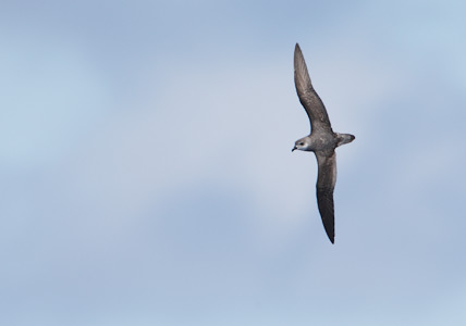 Black-winged Petrel (Pterodroma nigripennis) photo image