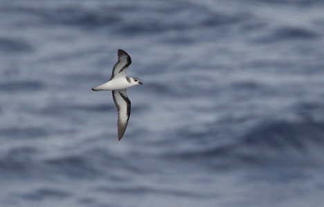 Black-winged Petrel (Pterodroma nigripennis) photo image