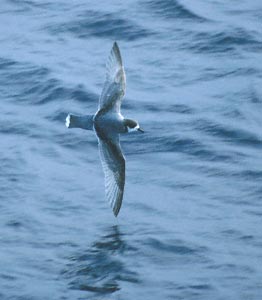 Blue Petrel (Halobaena caerulea) photo image