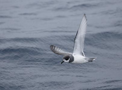 Blue Petrel (Halobaena caerulea) photo image