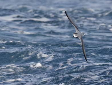 Blue Petrel (Halobaena caerulea) photo image