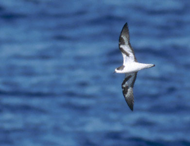 Bonin Petrel (Pterodroma hypoleuca) photo image